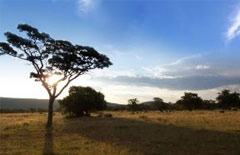 On Safari in Africa