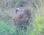 Cheetah in the wild