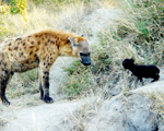 Wildlife at Savanna Lodge