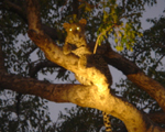 Savanna Lodge Wildlife