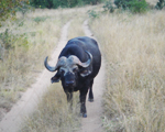 Ulusaba Safari Lodge Wildlife