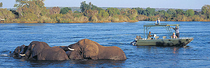 Elephants at Chobe